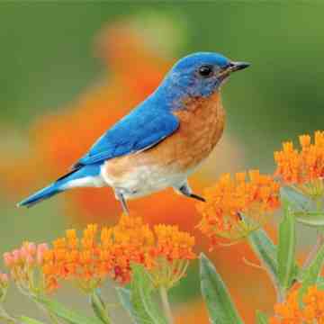 Bluebird of Happiness Day 