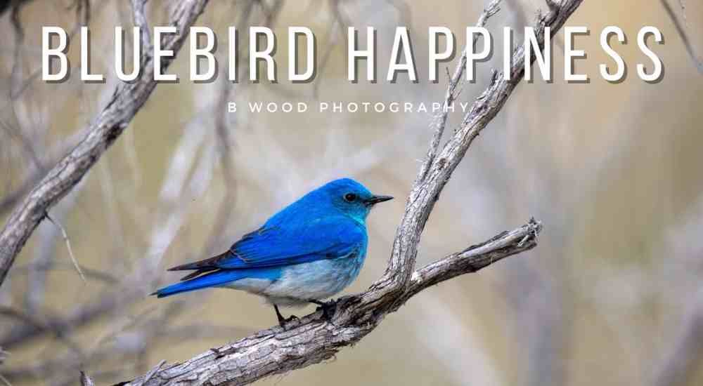 Bluebird of Happiness Day